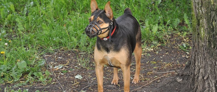 chien muselière